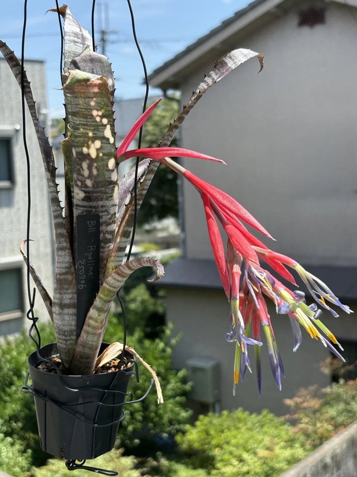 ビルベルギア パイプライン 開花