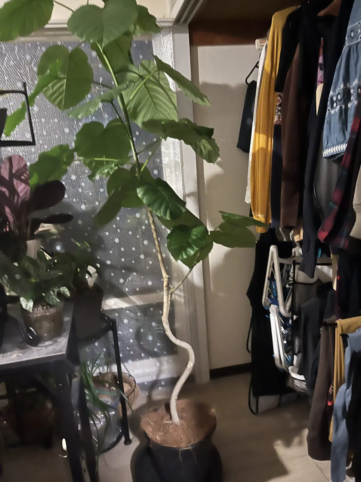 フィカス　ウンベラータ　分解前