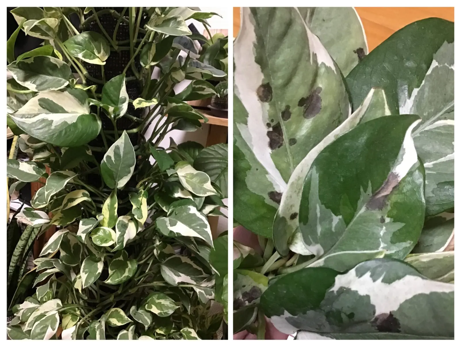 ポトスエンジョイ　黒い染