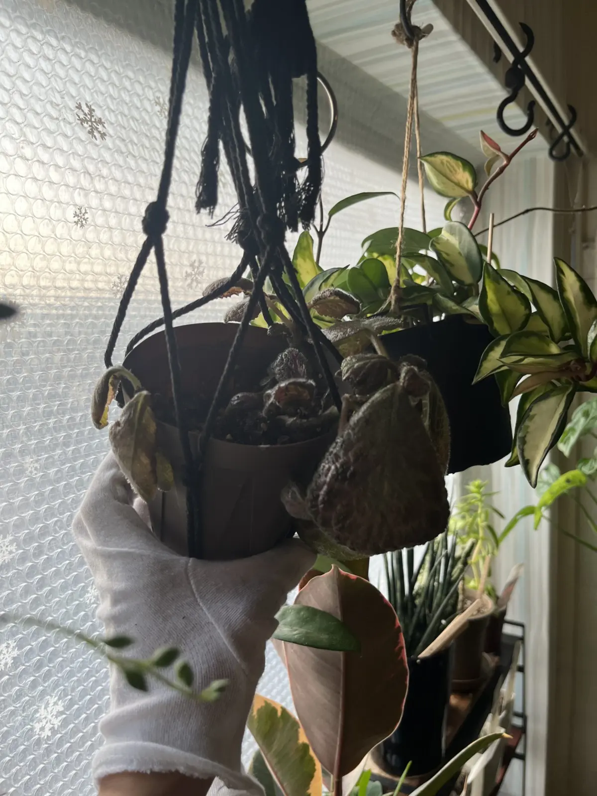 エピスシア　ピンクアカジョー