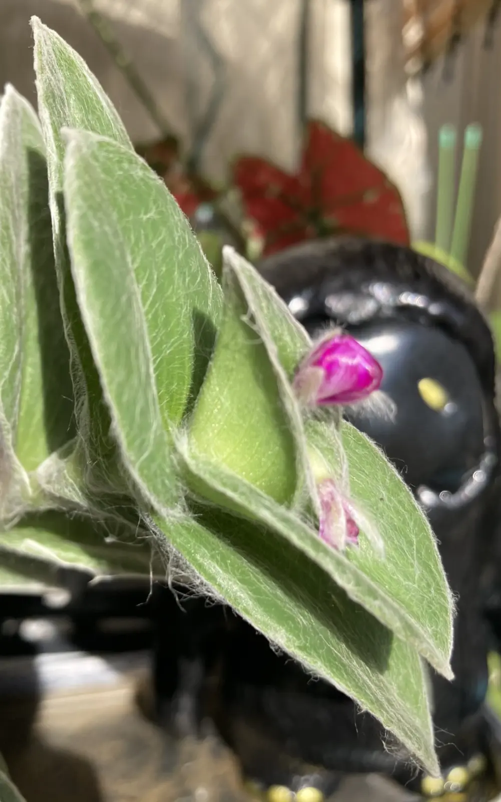 トラディスカンチア シラモンタナ 白絹姫 ②