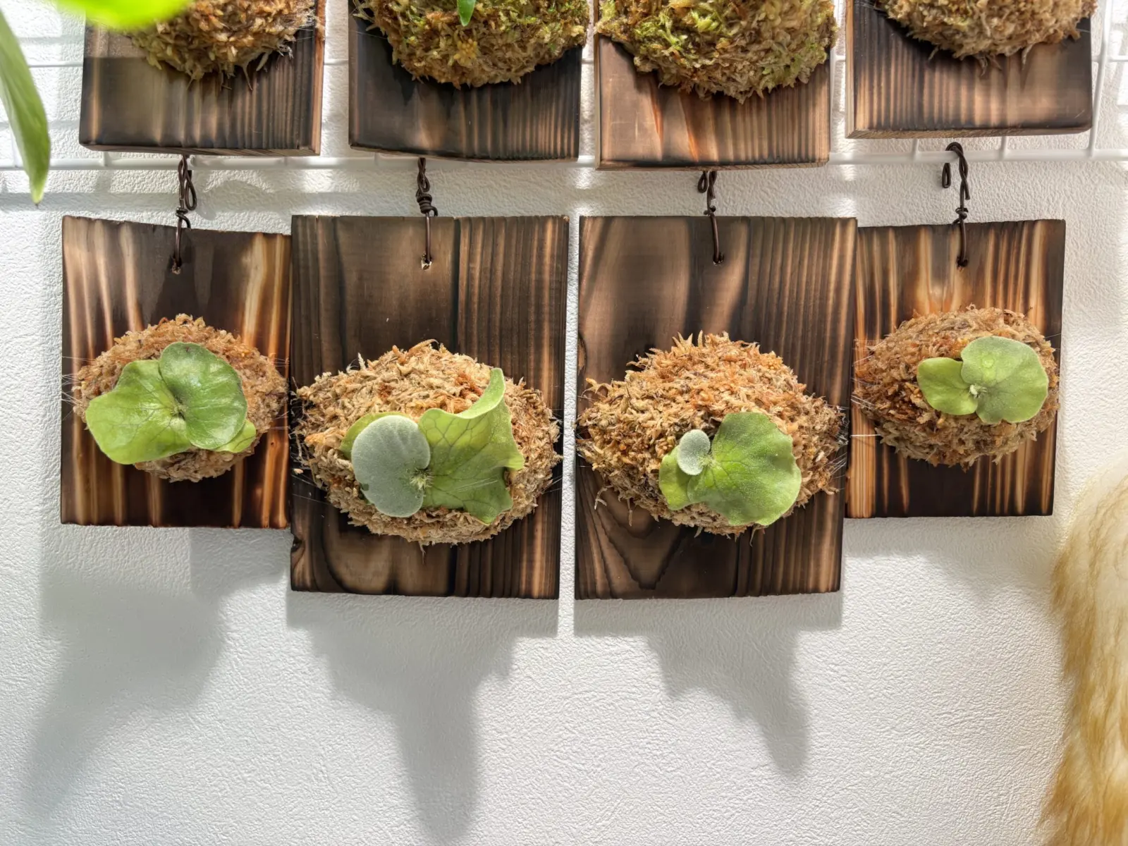 ビカクシダ　エレファントティス