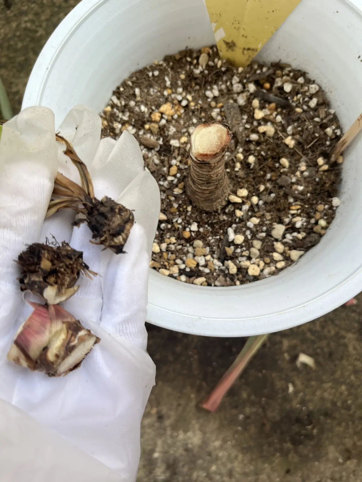 コルジリネ　マジックスター