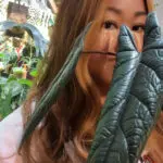 bananaのアバター