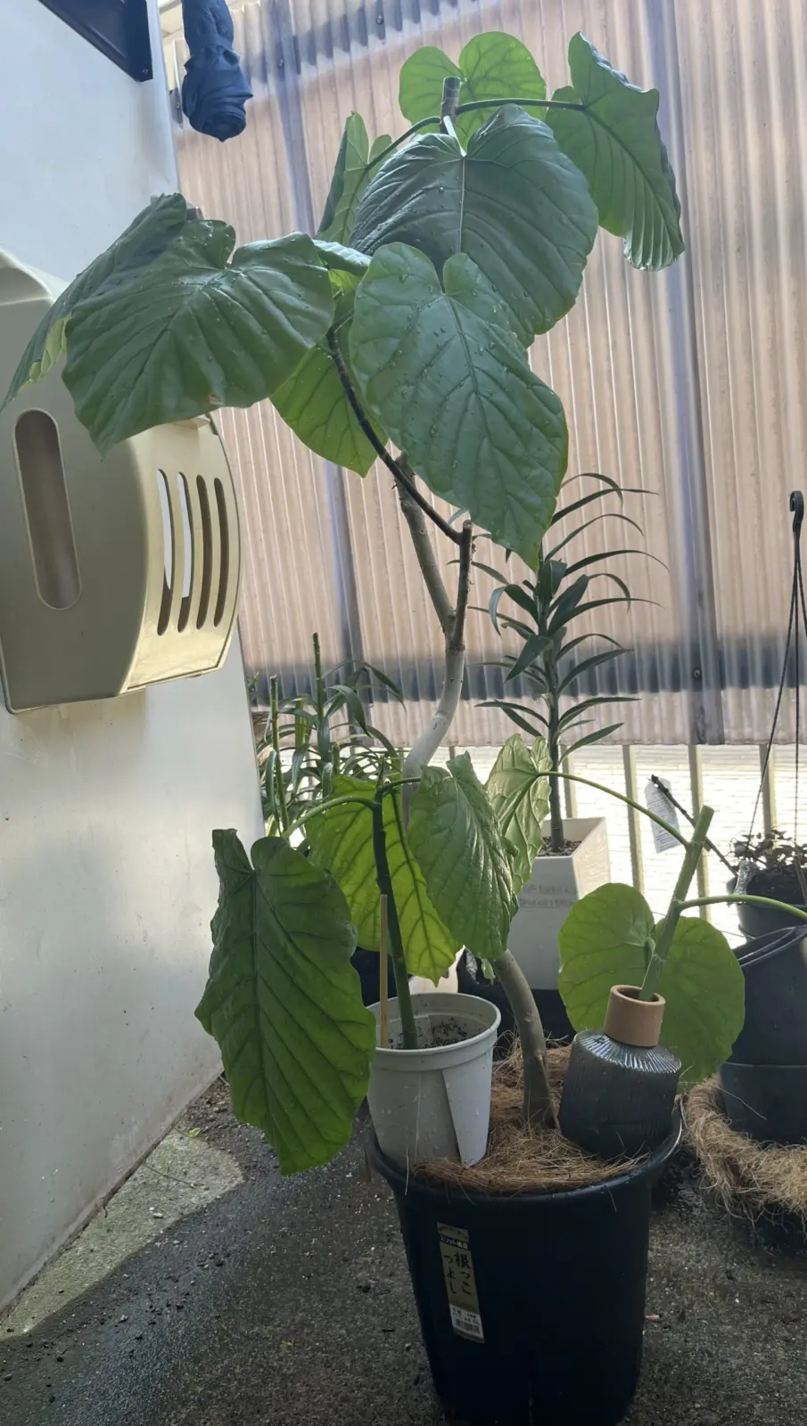 フィカス　ウンベラータ　分解後