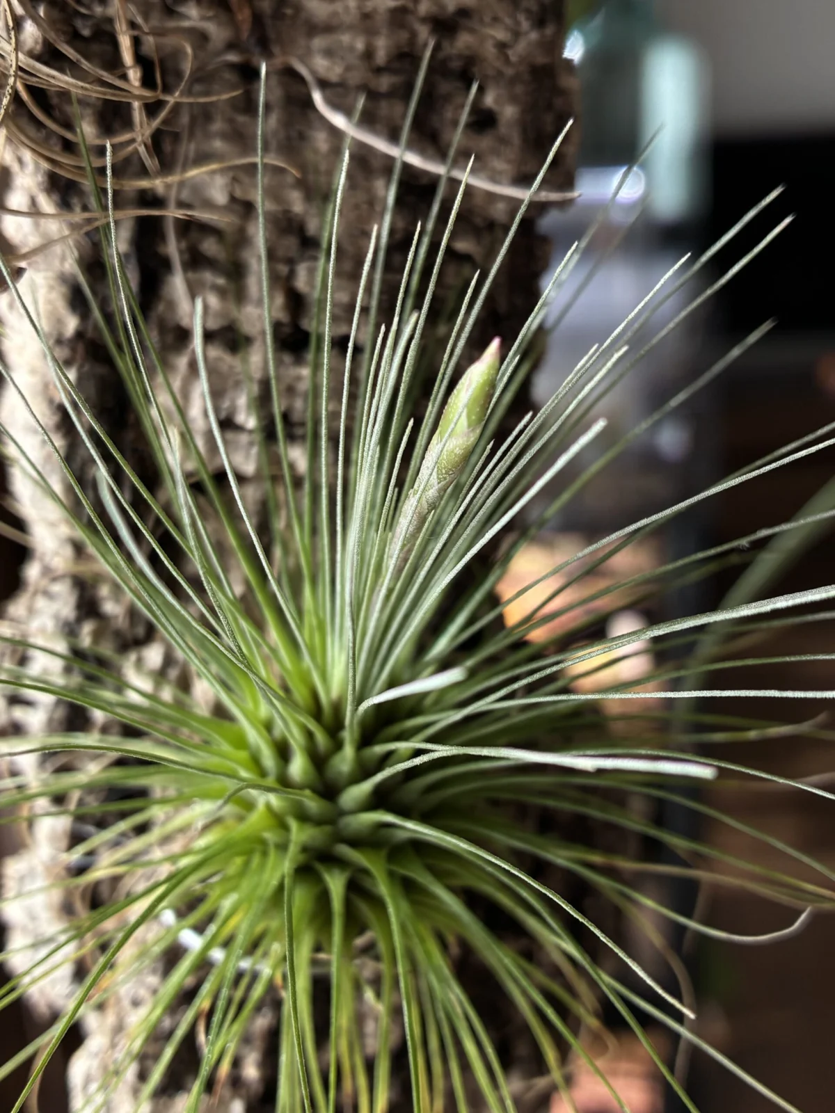チランジア　フックシー　花芽