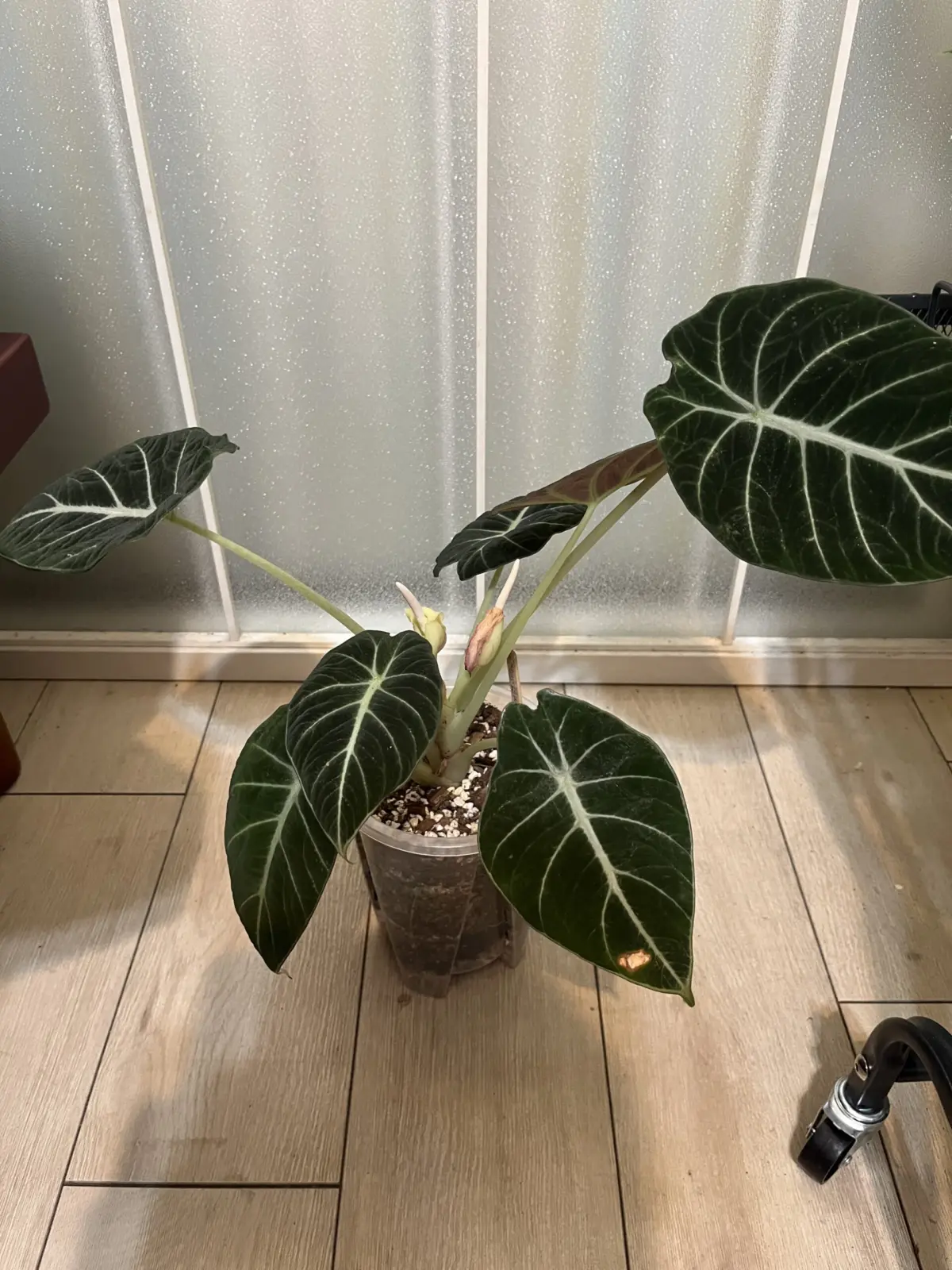 アロカシア　ブラックベルベット　徒長