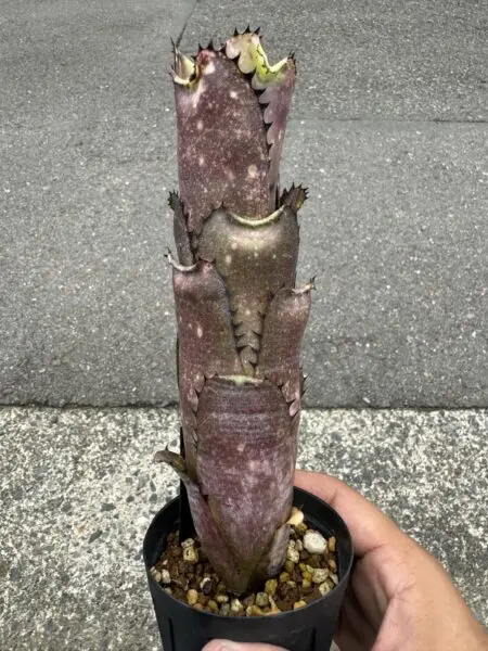 ビルベルギア　カハカイ