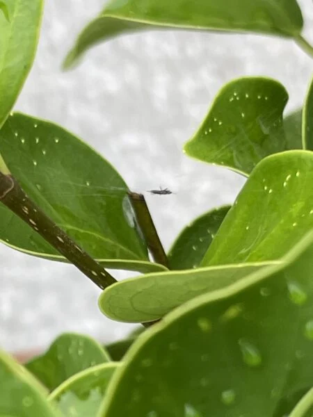 ガジュマル　害虫