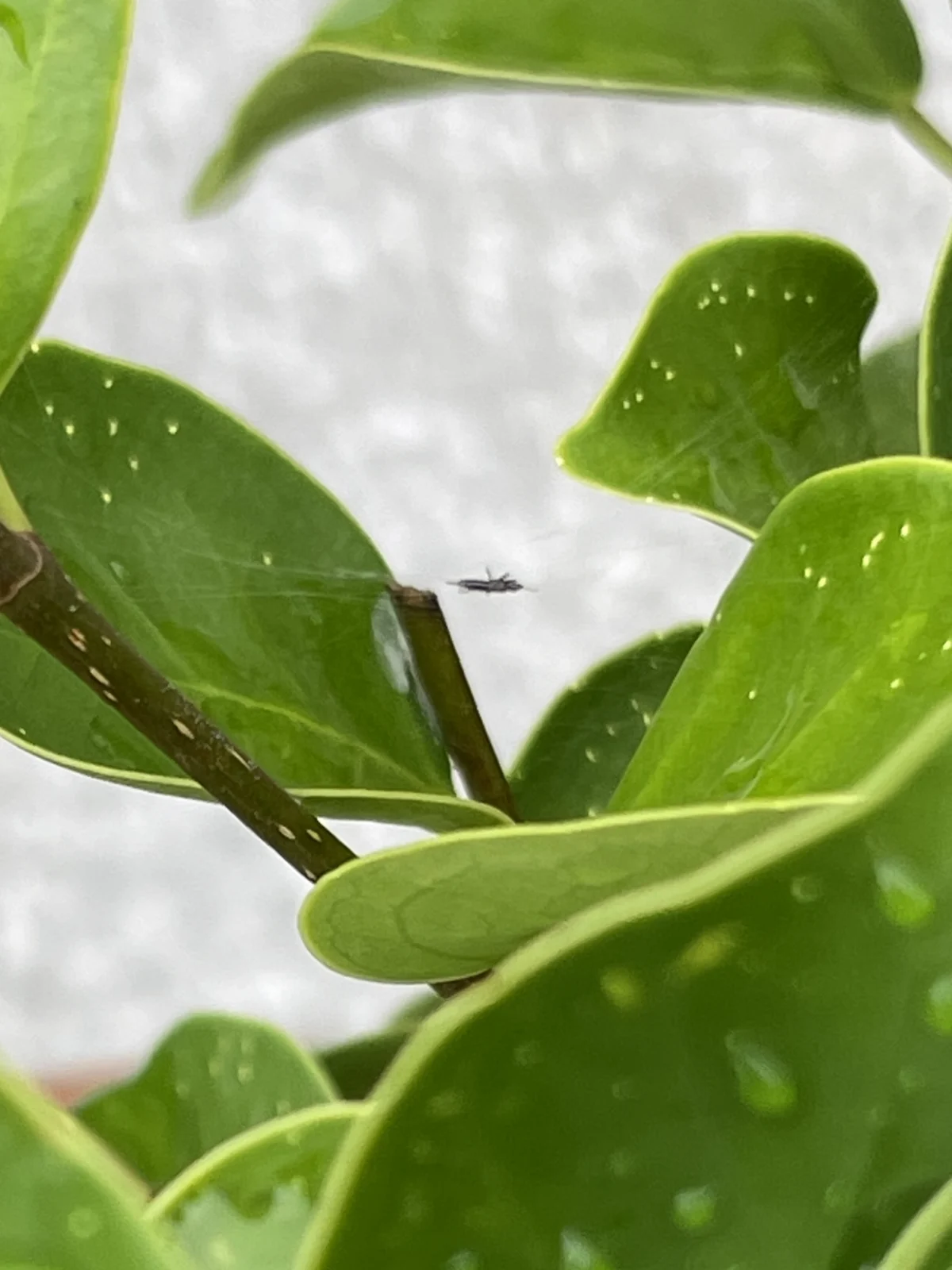 ガジュマル　害虫