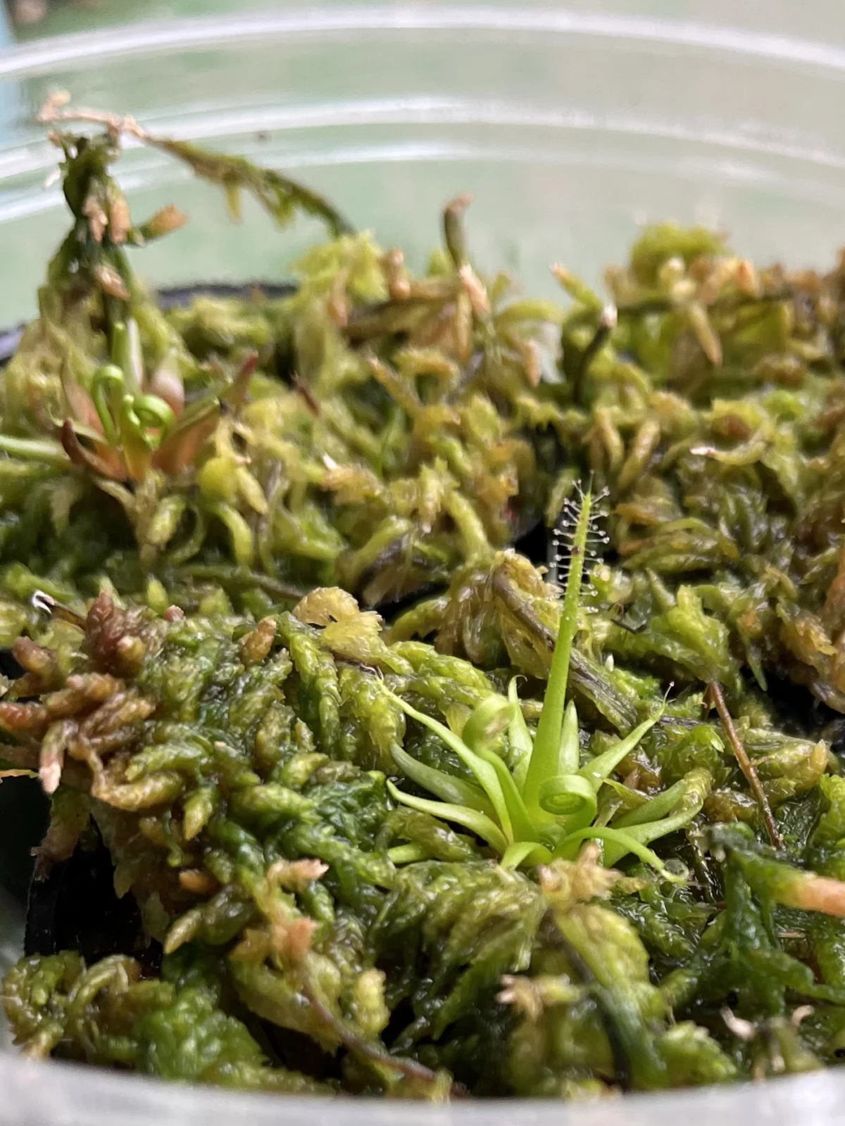 食虫植物　イトバモウセンゴケ