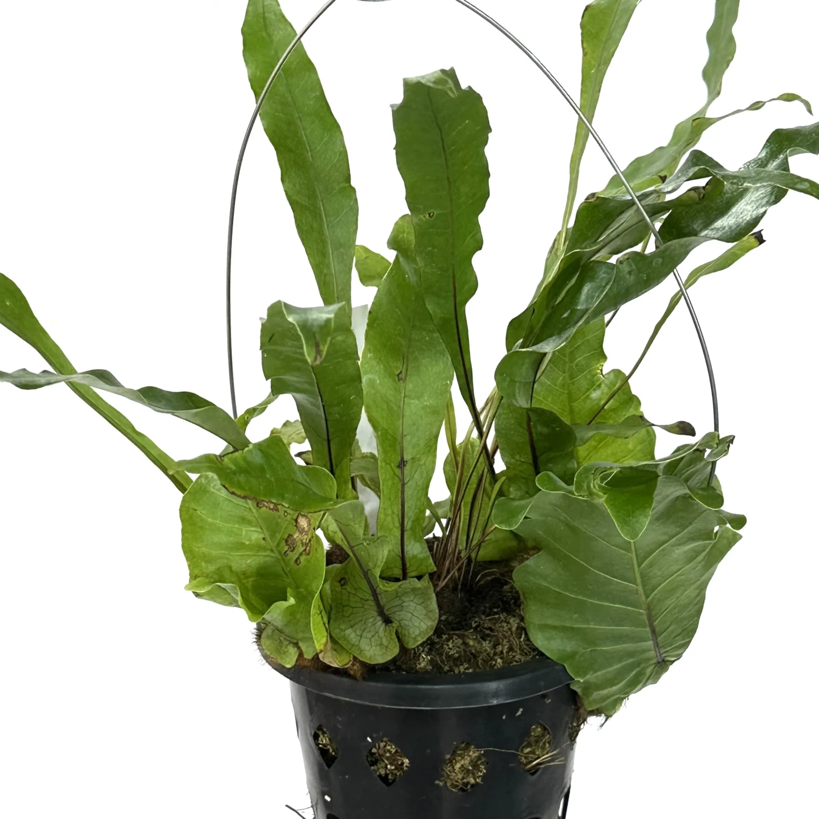 ドリナリア　クエルシフォリア