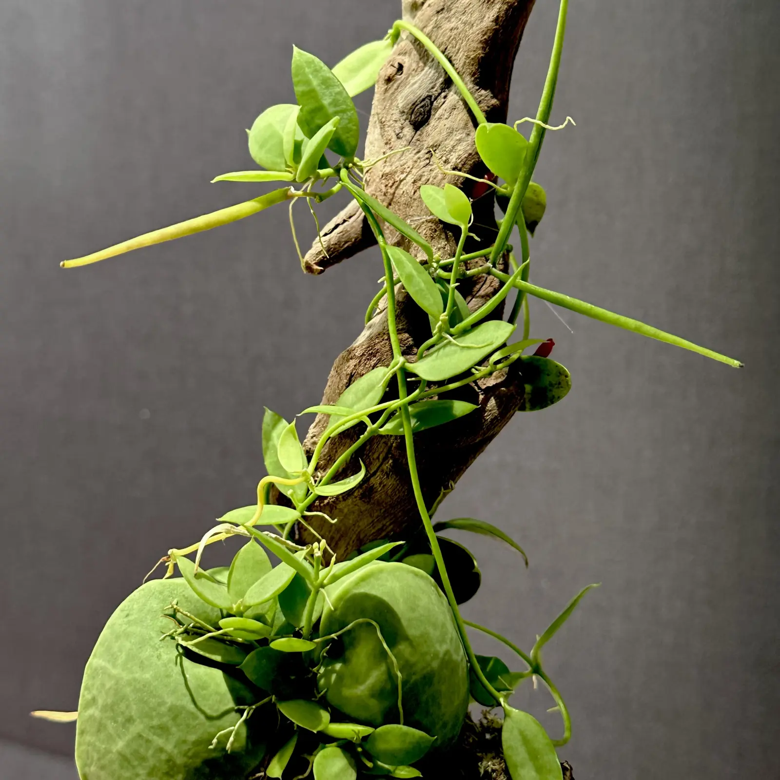 ディスキディア　ペクテノイデス　カンガルーポケット