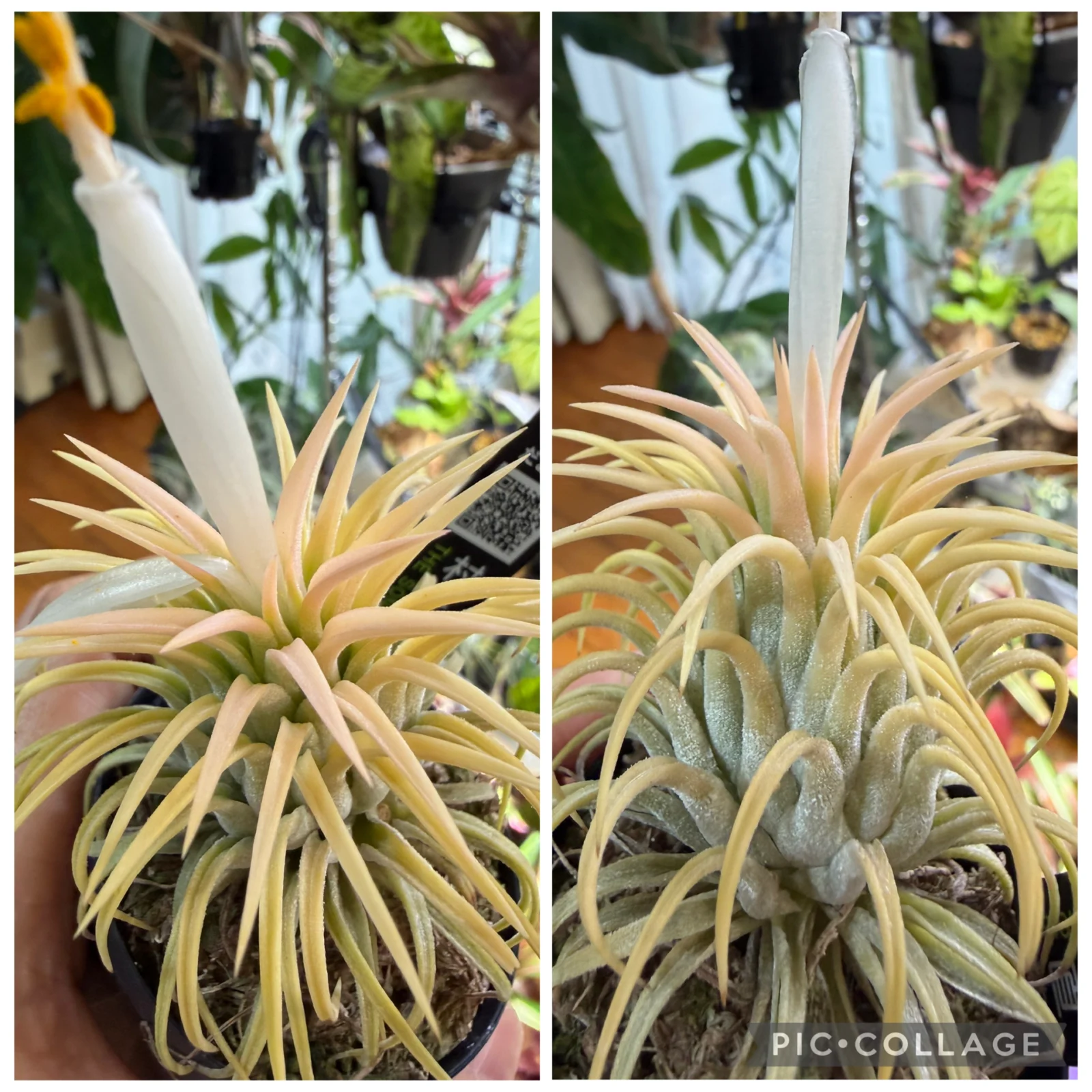 イオナンタ　イエローマジック　花