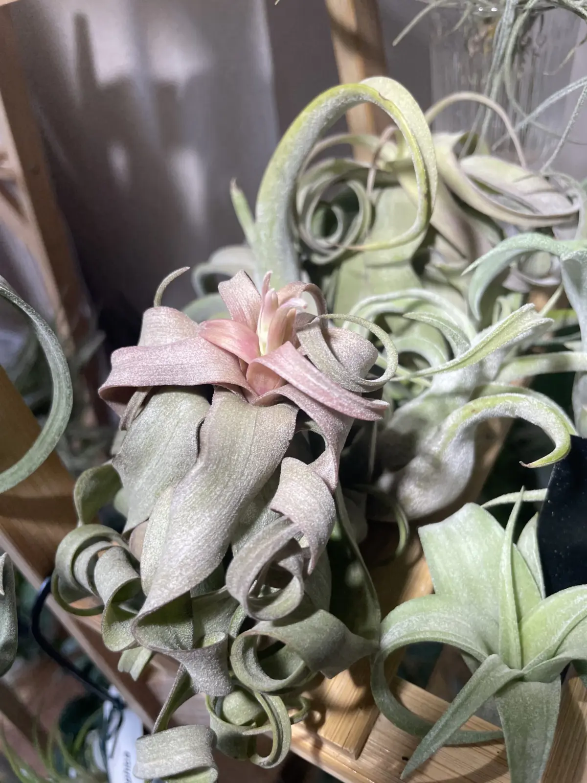 ティランジア　ストレプトフィラ