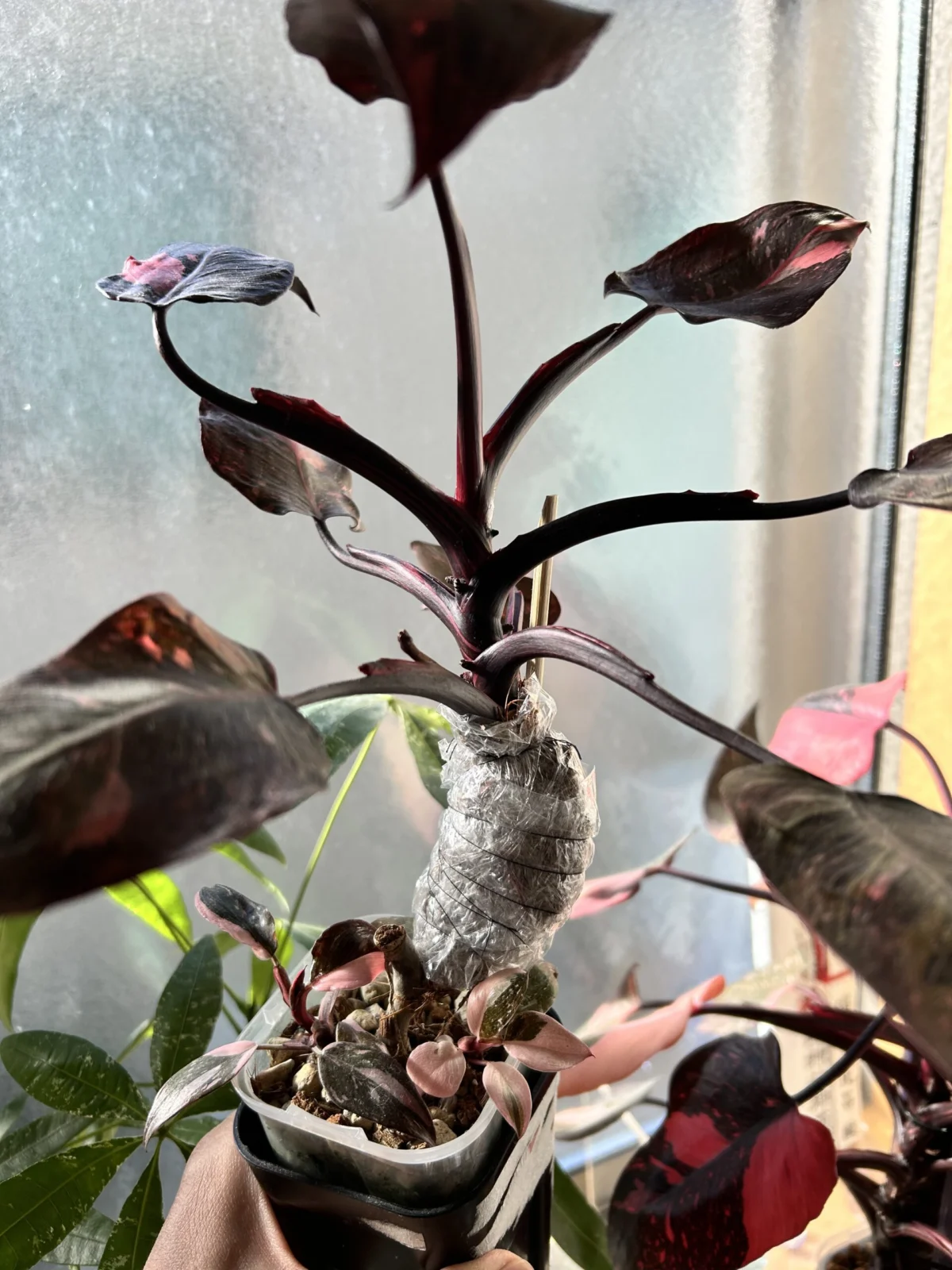 フィロデンドロン　ピンクプリンセス　マーブルギャラクシー