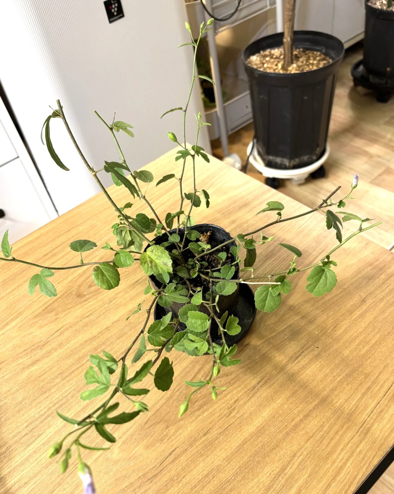 ハイビスカス　原種