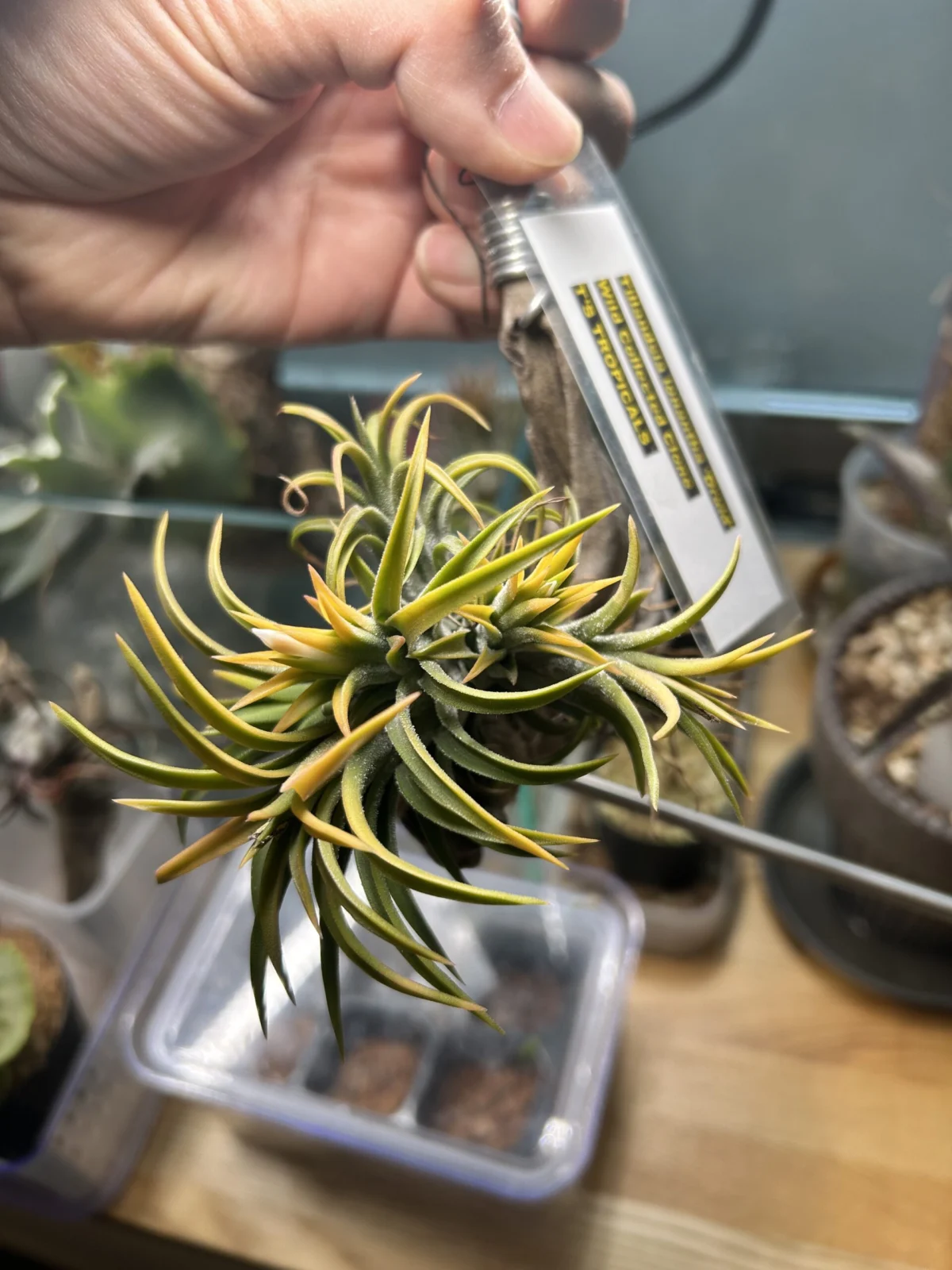 ティランジア　イオナンタ　ドゥルイド