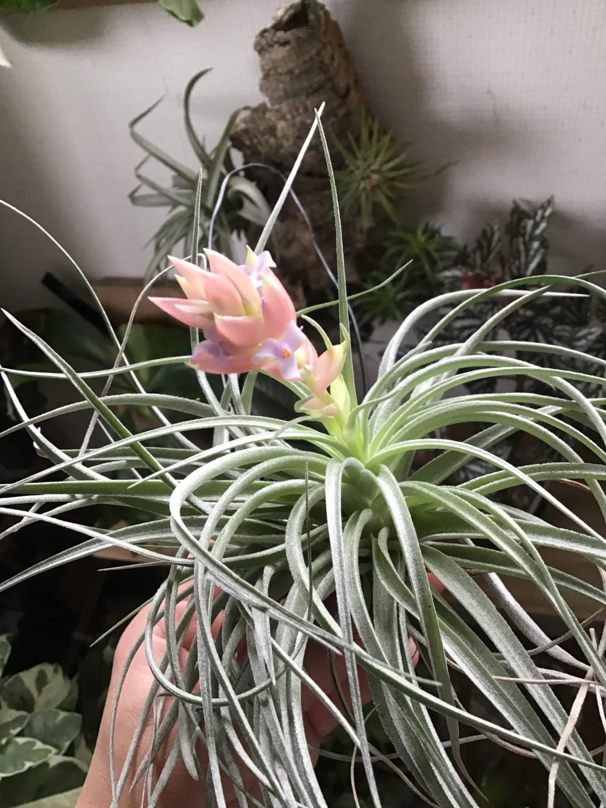 ティランジア　何か　