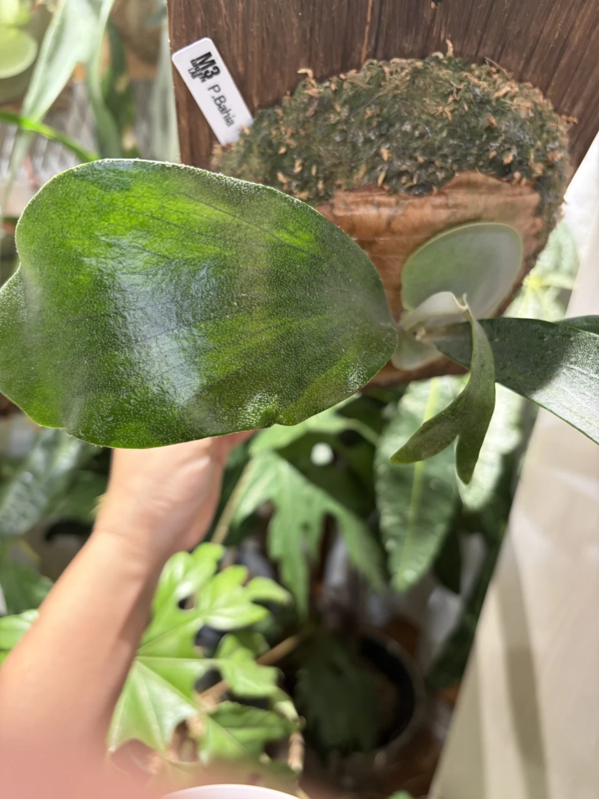 ビカクシダ　バヒア