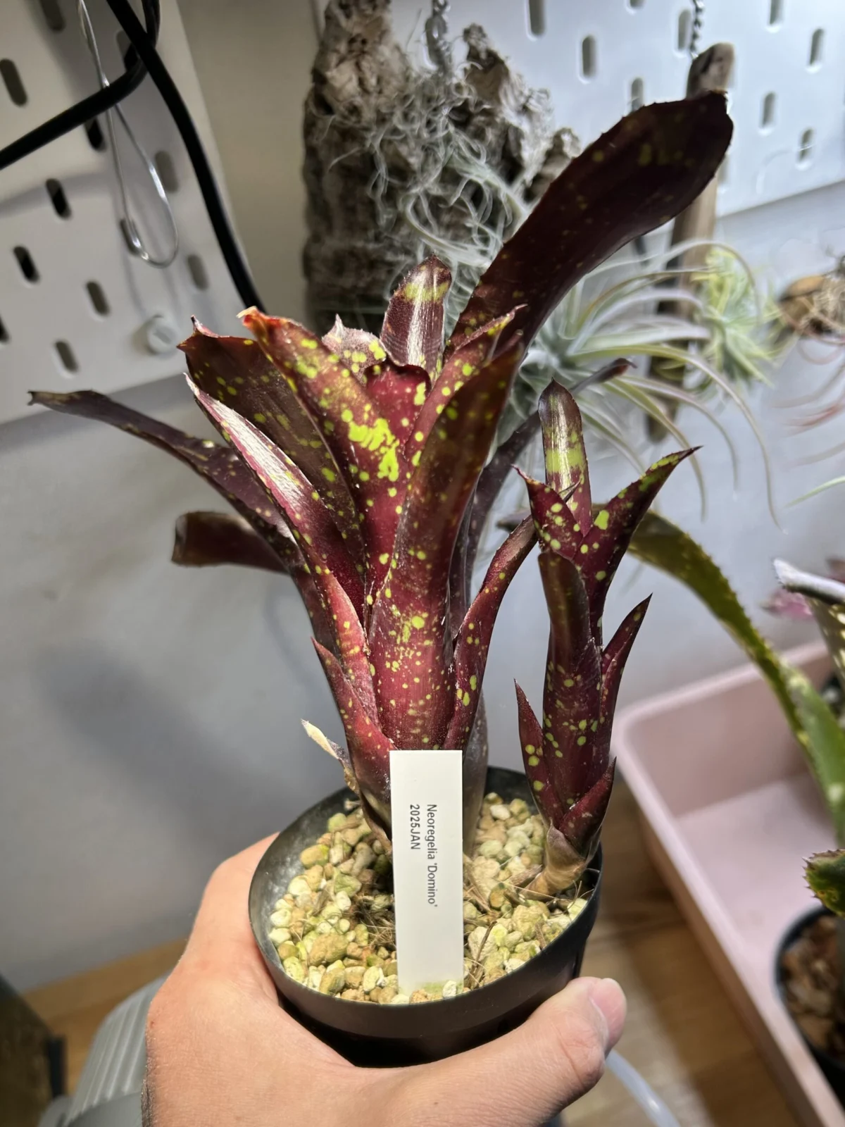 ネオレゲリア　ドミノ