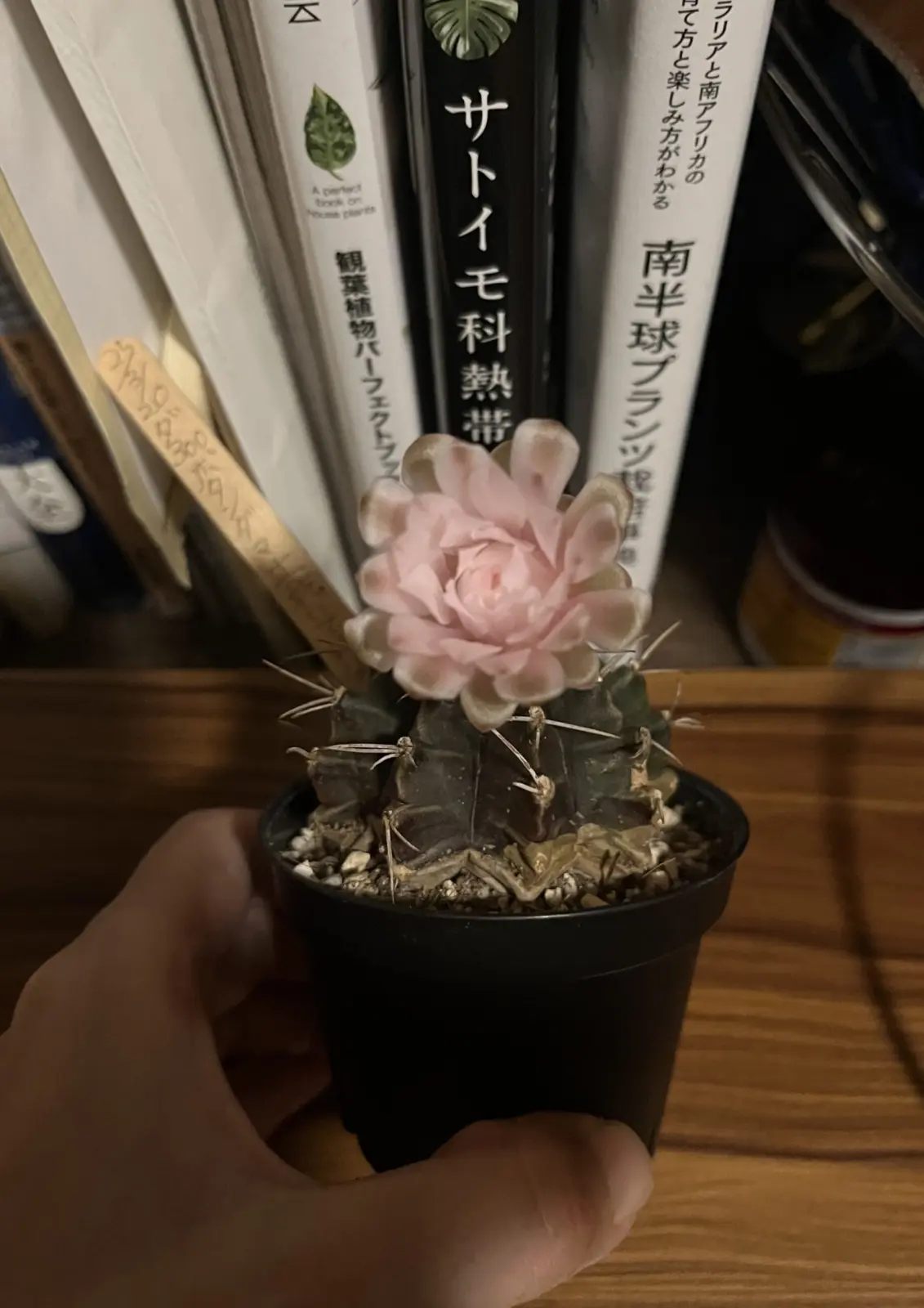 サボテン　ダイソー　牡丹玉　