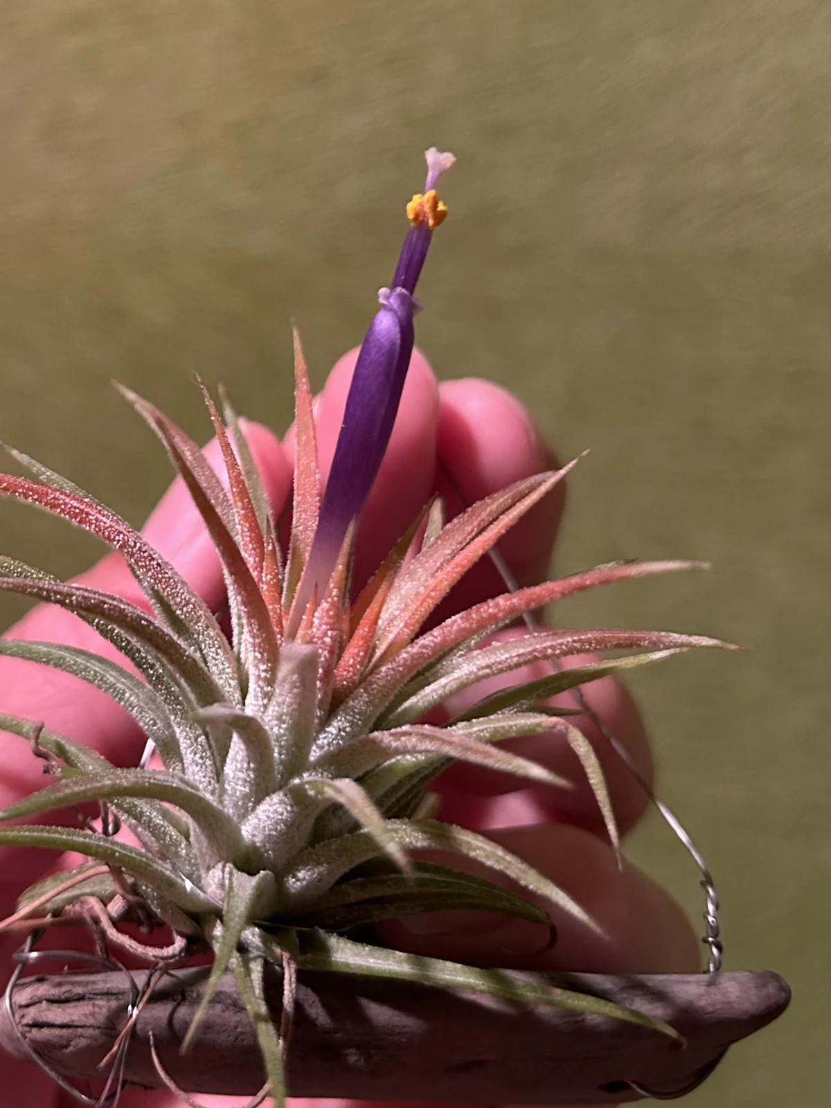 イオナンタ/札落ち