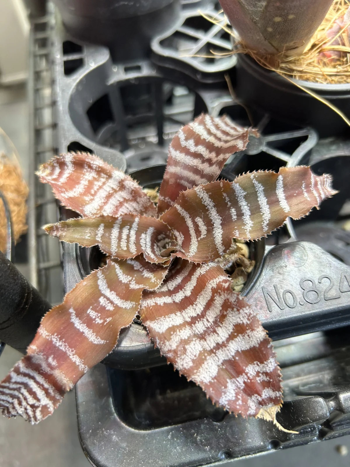 クリプタンサス　ブラックミスティック