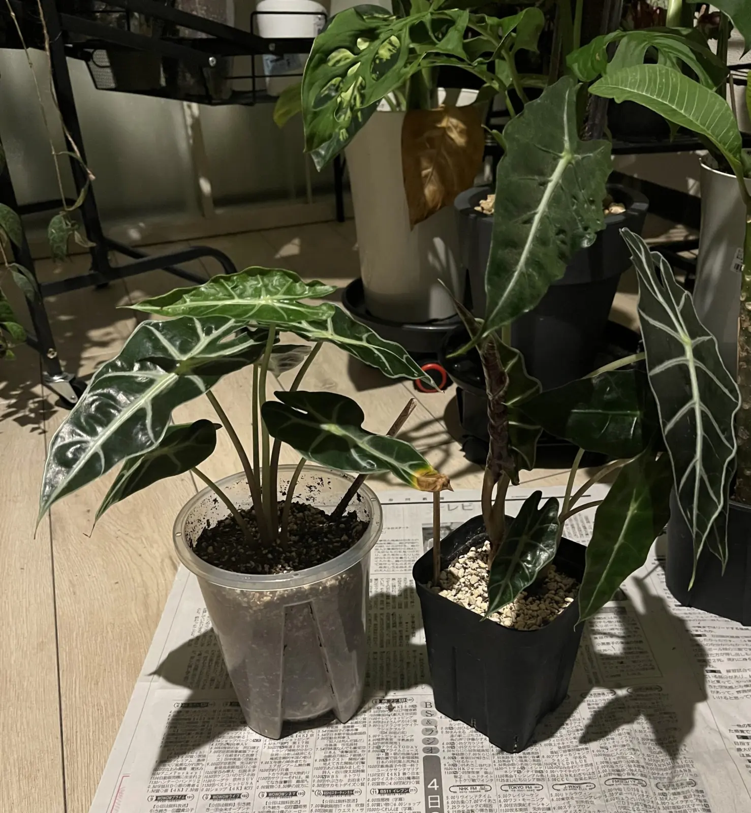 アロカシア　アマゾニカ　徒長