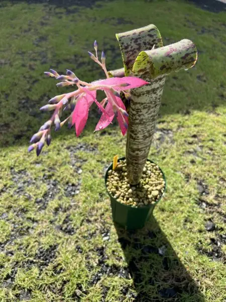 ケスネリア　マルモラータ　ティムプローマン　花序