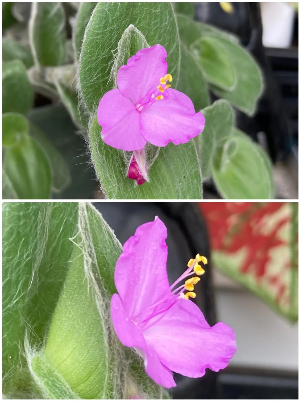 トラディスカンチア シラモンタナ 白絹姫 花