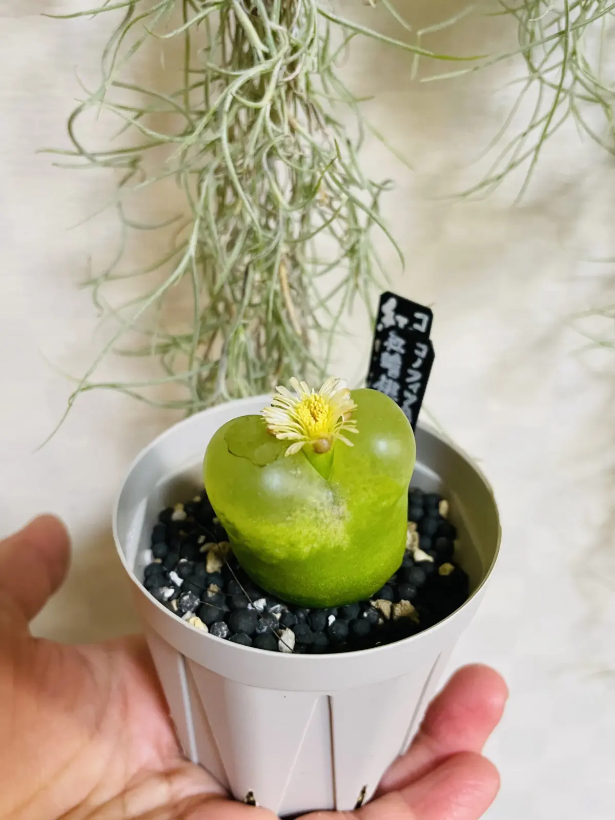 コノフィツム　マウガニー　紅蟠桃　花