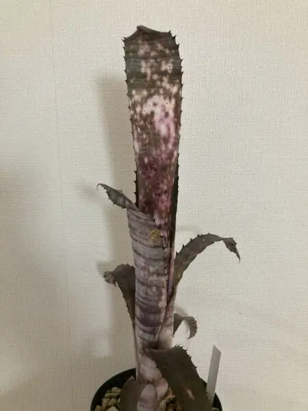 ビルベルギア パイプライン