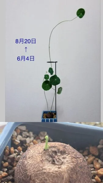 ステファニア