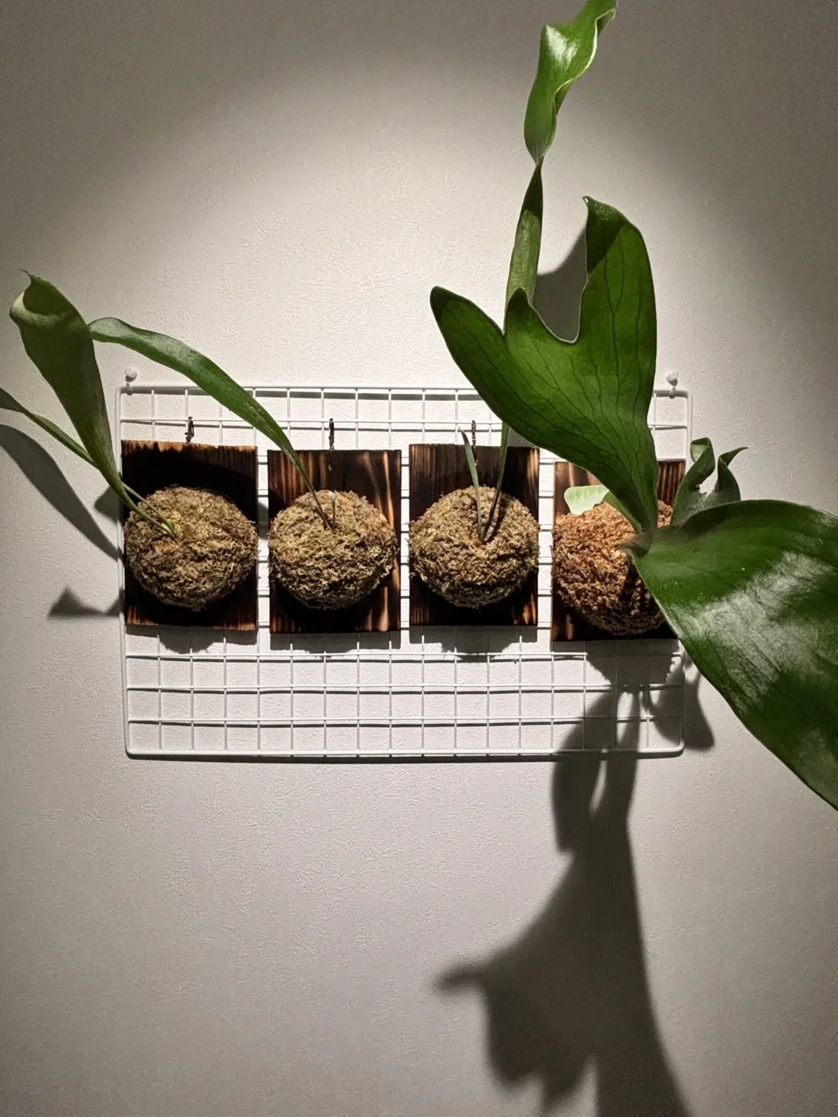 ビカクシダ　ネザーランド