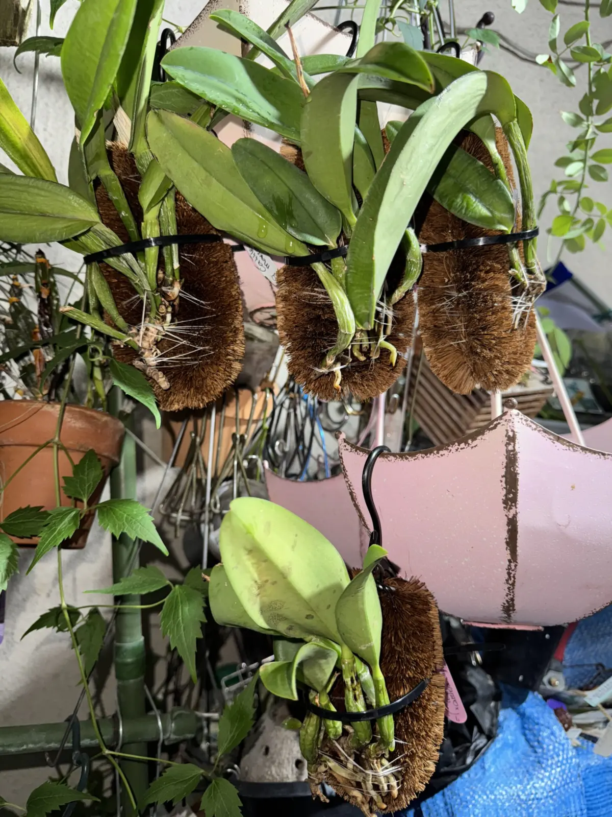 カトレア　亀の子束子付け　増殖　蘭