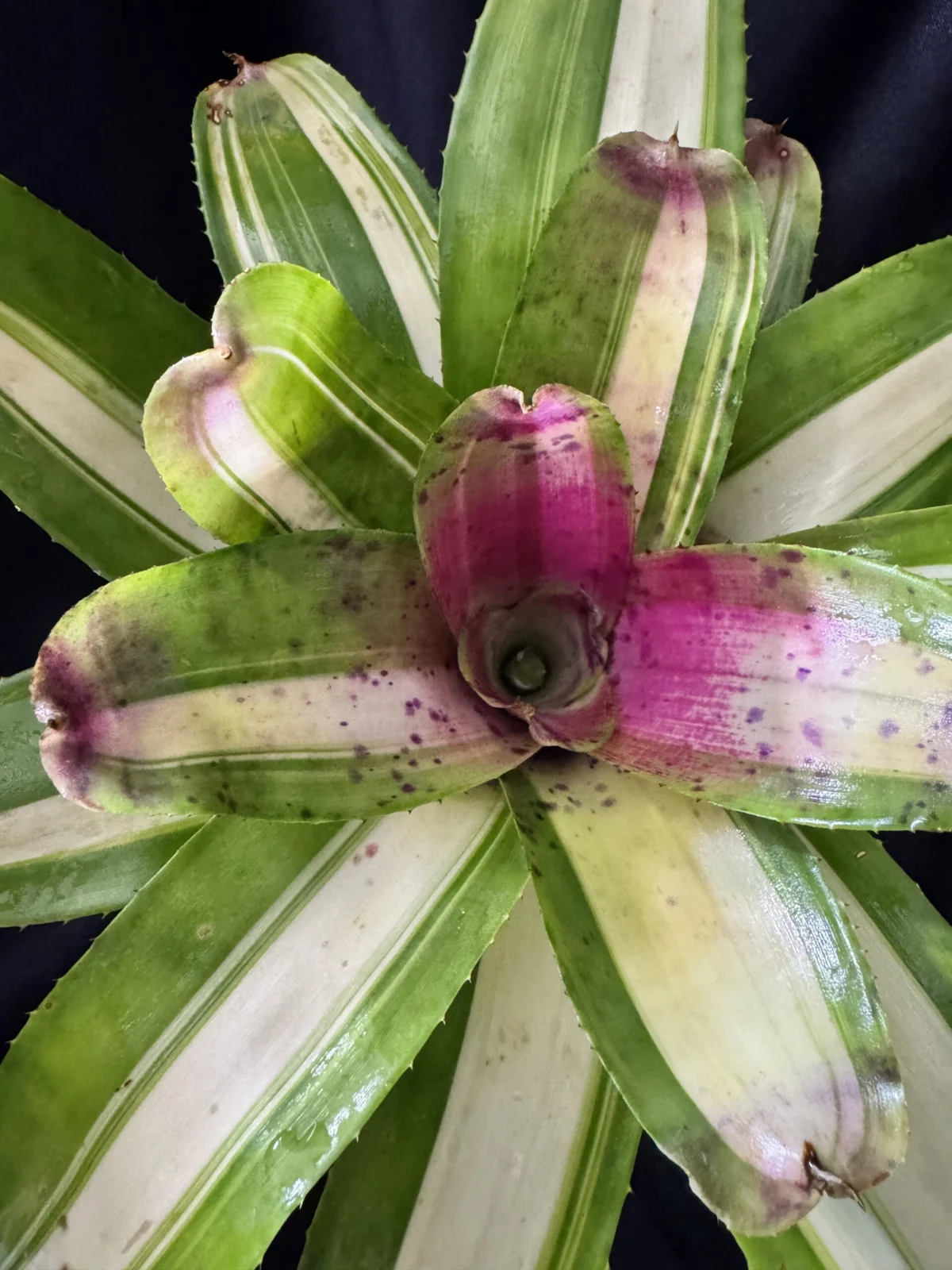 ネオレゲリア　ブルーベリーヨーグルト　中斑