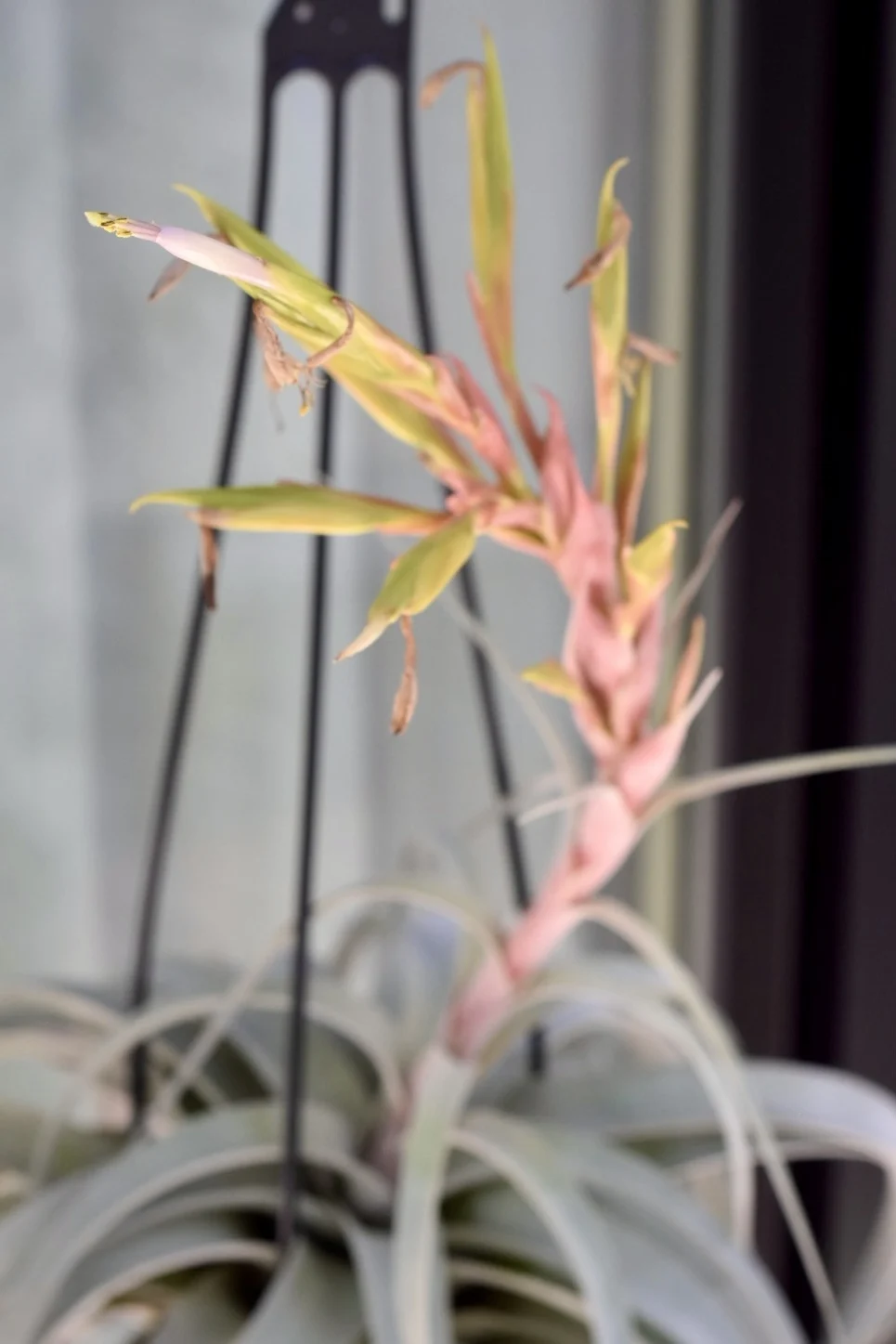 ティランジア キセログラフィカ 花