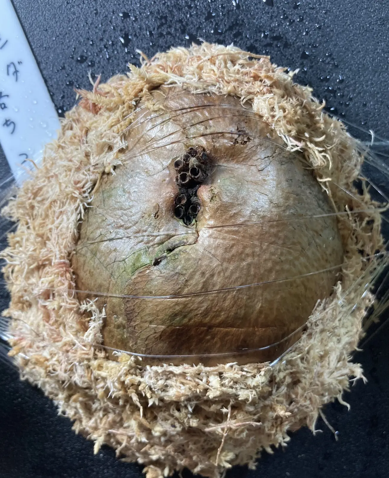 ビカクシダ 札落ち 2寸ガチャ ③