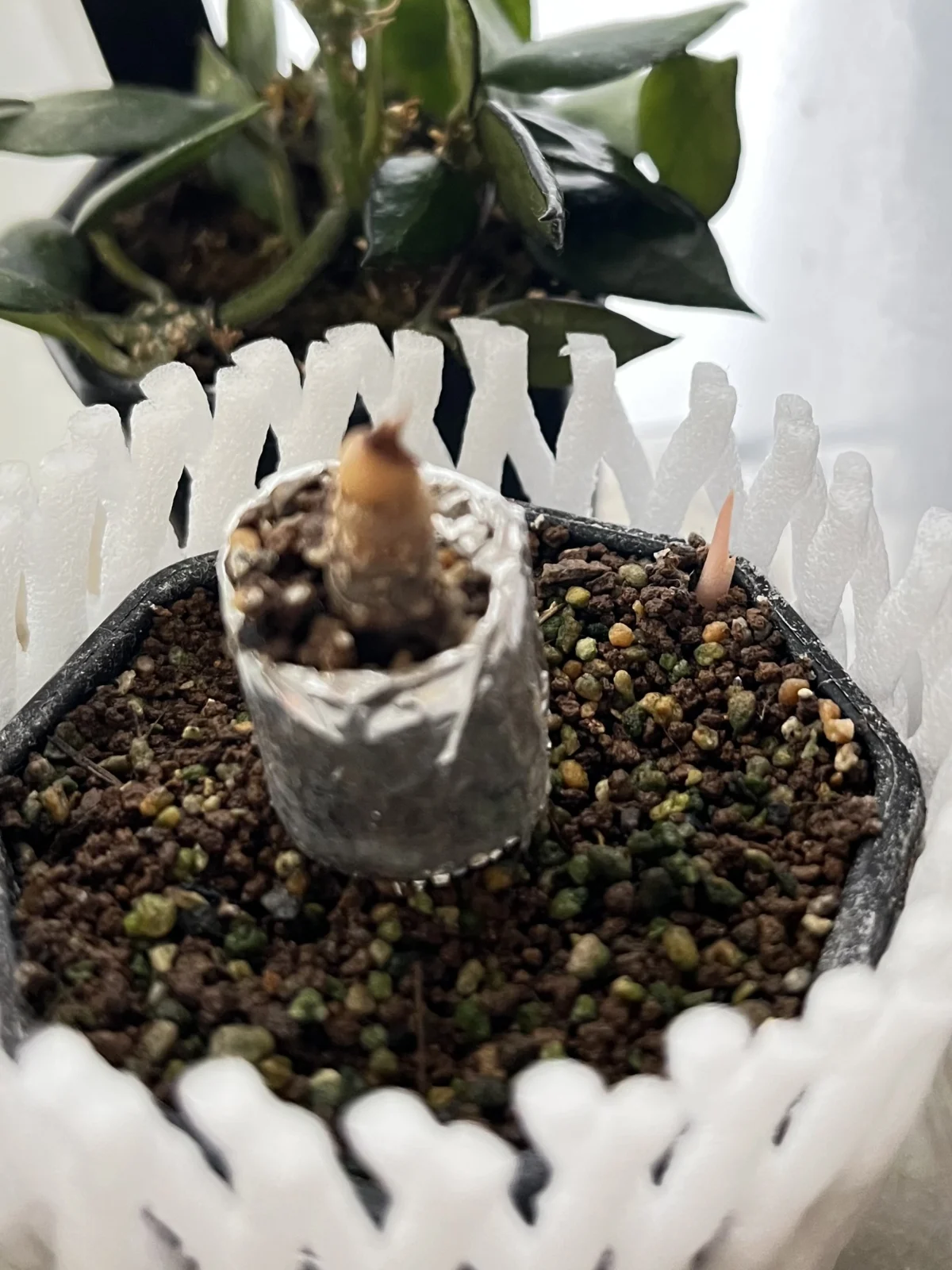 アロイド　アロカシア　アズラニー　ダサいやつ