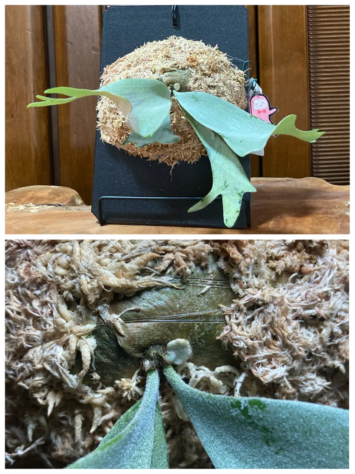 ビカクシダ 札落ち ①