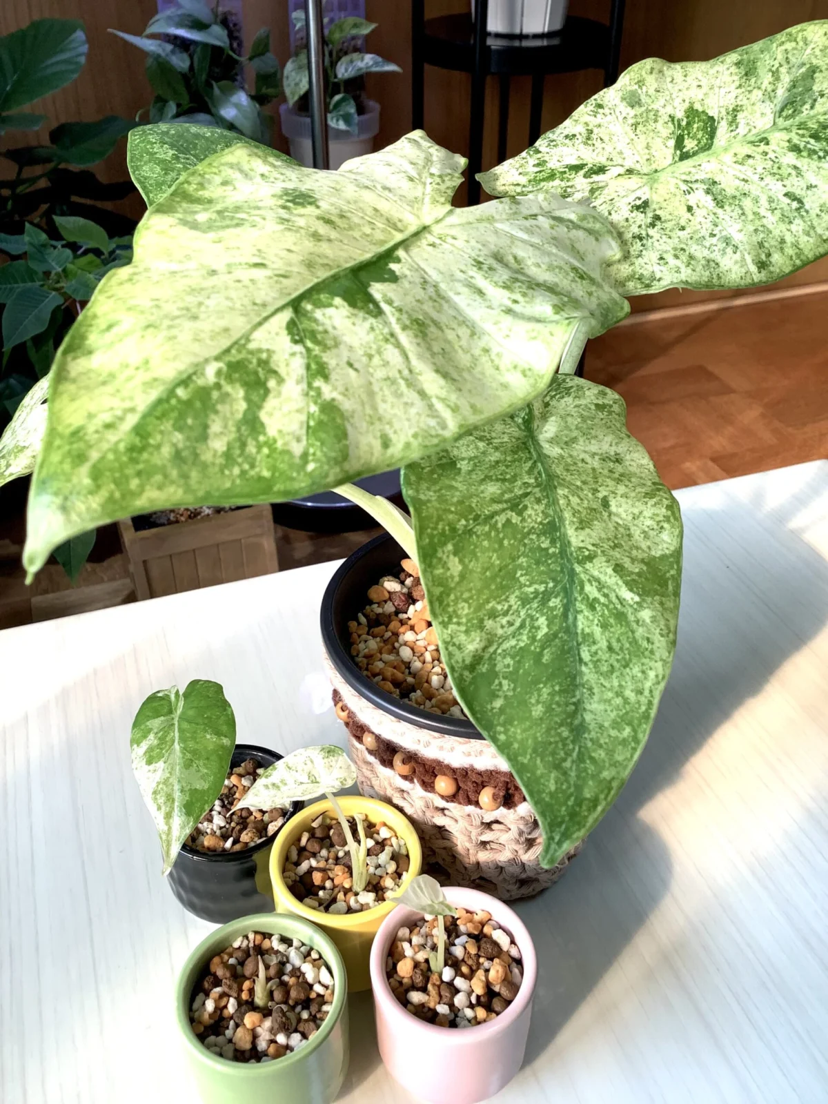 アロカシア オドラ バリエガータ バティック 散り斑クワズイモ