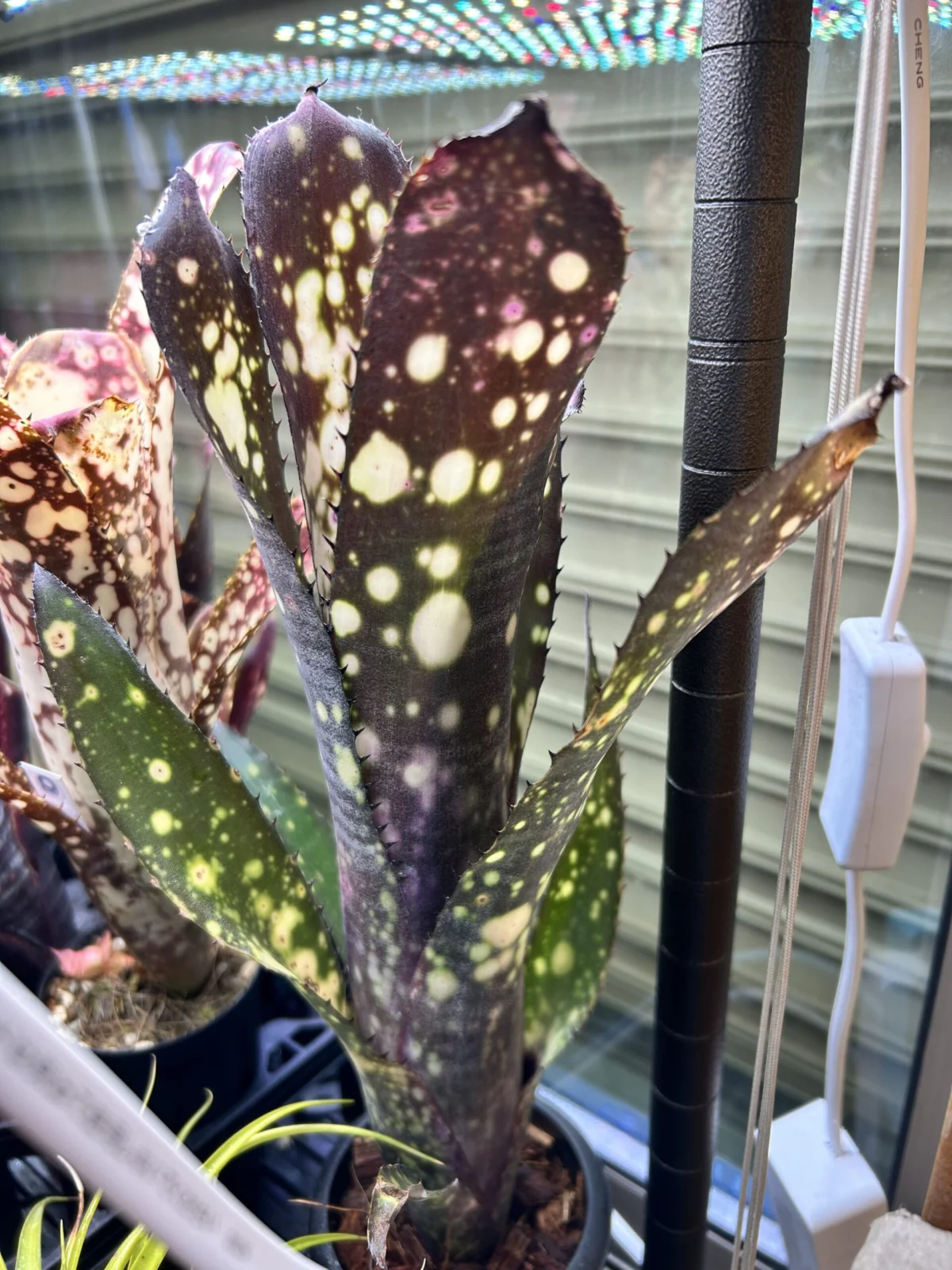 ビルベルギア　カハカイ