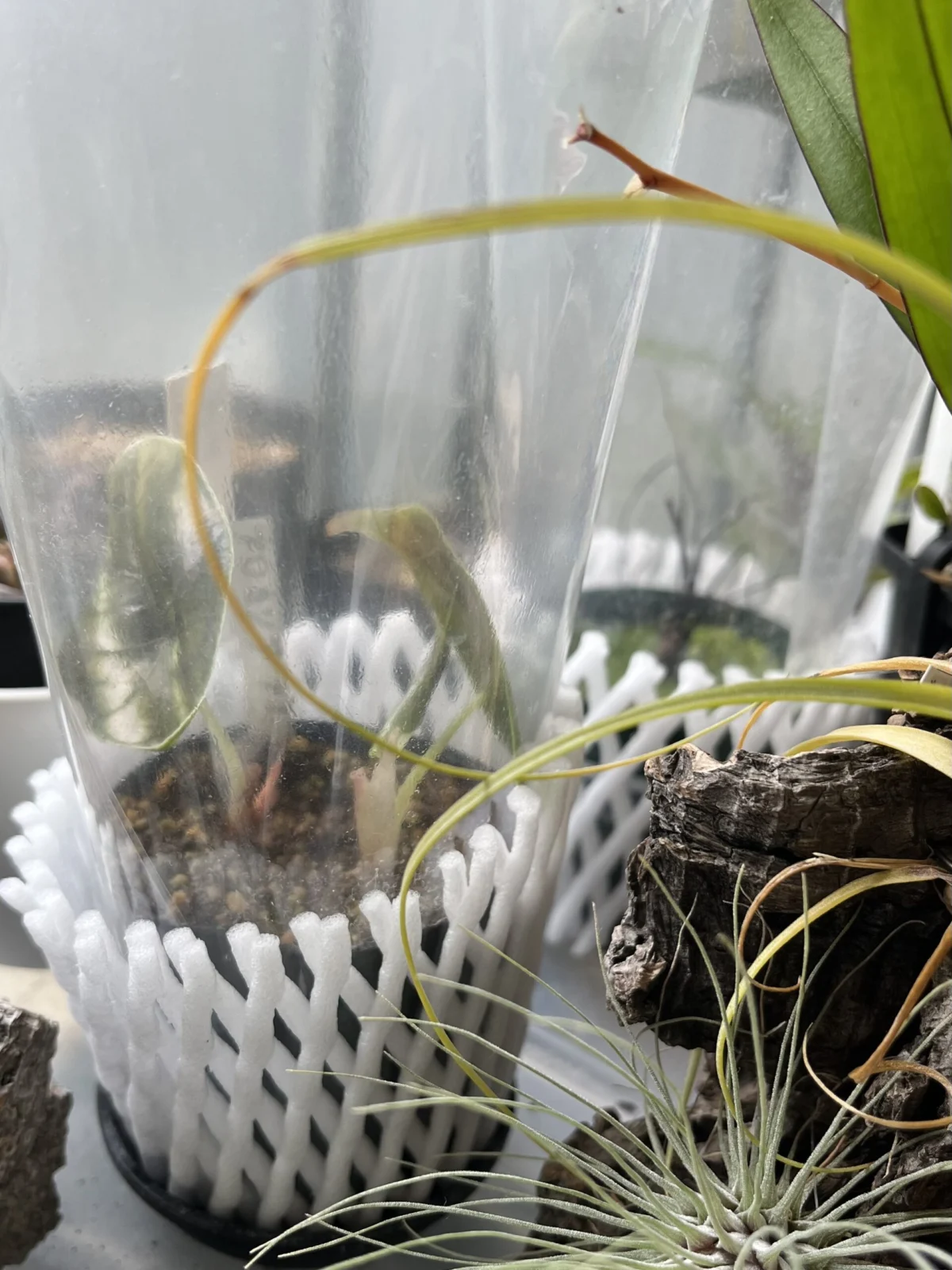 アロイド　アロカシア　アズラニー