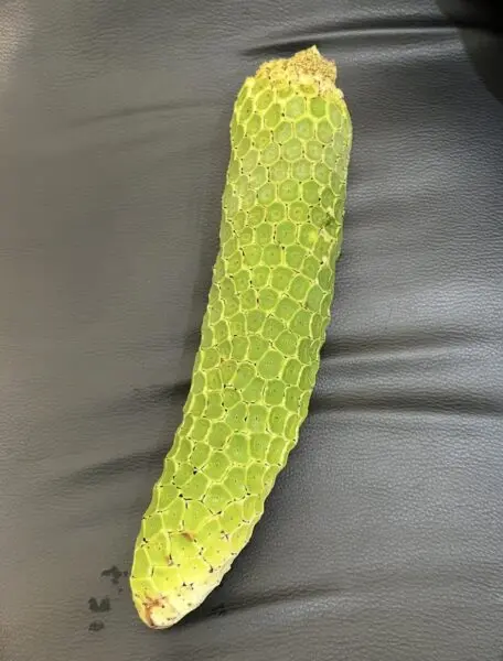 モンステラ　デリシオーサ　実