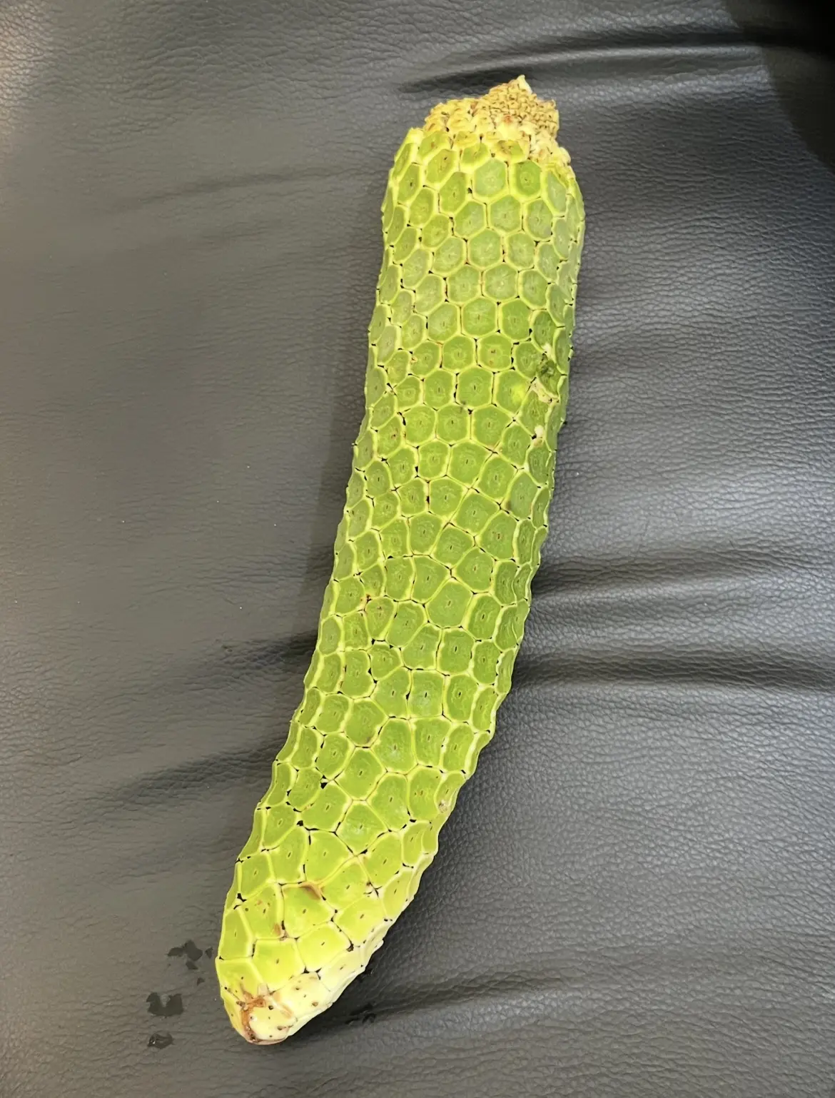 モンステラ　デリシオーサ　実