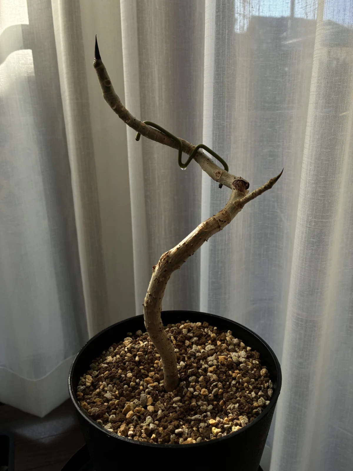 フィカス　ウンベラータ　曲げ