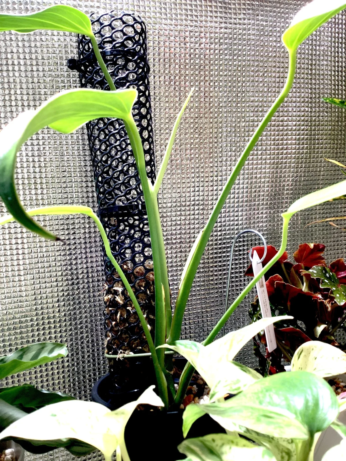 モンステラ　バールマルクスフレーム