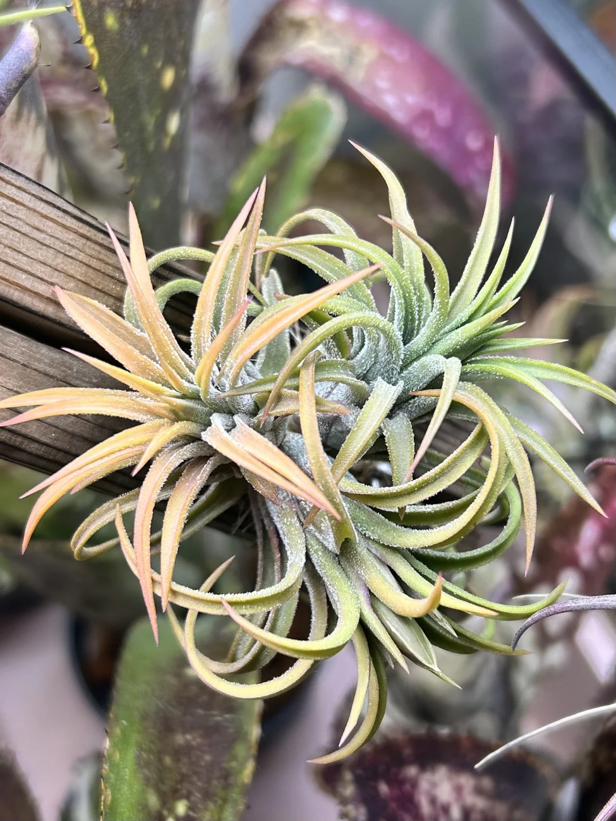 ティランジア　イオナンタ　ドゥルイド