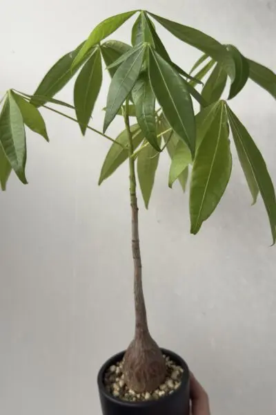 パキラ 実生 塊根植物